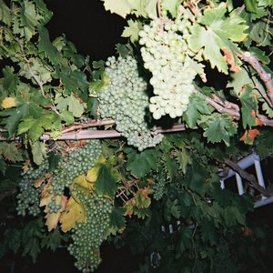 九九这里有精品
